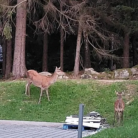 Mountain Forset View